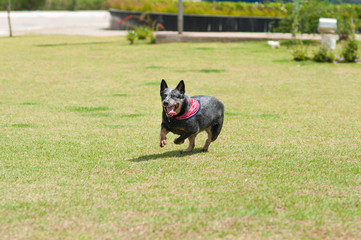 Obraz na płótnie Canvas canine australian cattle dog jumping and playing with tennis ball in the park