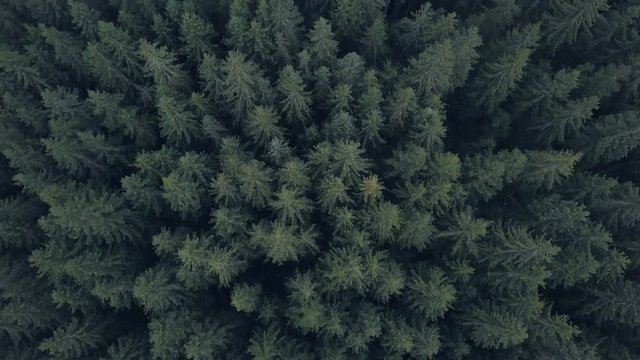 4K, Aerial view. Flying over a vast lush green pines and spruce trees tops in the forest.