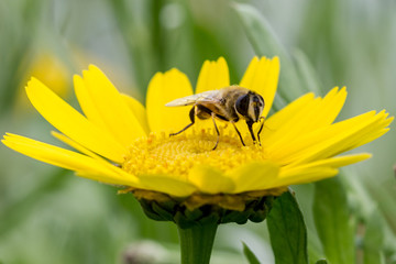 syrphe sur Chrysanthème des blés