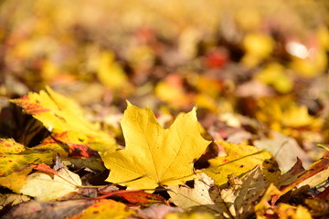Naklejka na ściany i meble Single yellow sugar maple leaf in focus on a blurred background of yellow, orange, and red fallen autumn leaves 