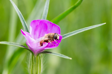 syrphe fleur de niel des blé