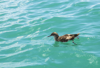 Shearwater Bird at Mahurangi Beach Auckland New Zealand