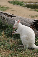 kangaroo