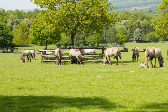 R&uuml;ckz&uuml;chtung: Das Tarpan-Pferd