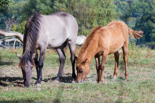 R&uuml;ckz&uuml;chtung: Das Tarpan-Pferd