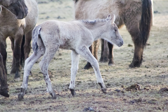 R&uuml;ckz&uuml;chtung: Das Tarpan-Pferd