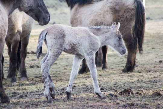 R&uuml;ckz&uuml;chtung: Das Tarpan-Pferd