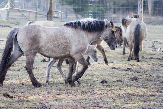 R&uuml;ckz&uuml;chtung: Das Tarpan-Pferd