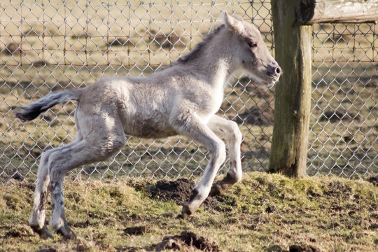 R&uuml;ckz&uuml;chtung: Das Tarpan-Pferd