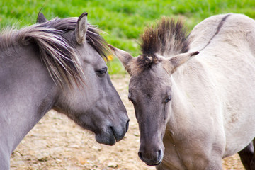 Obraz premium Rückzüchtung: Das Tarpan-Pferd