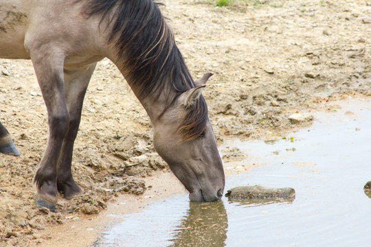 R&uuml;ckz&uuml;chtung: Das Tarpan-Pferd