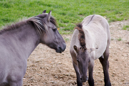 R&uuml;ckz&uuml;chtung: Das Tarpan-Pferd