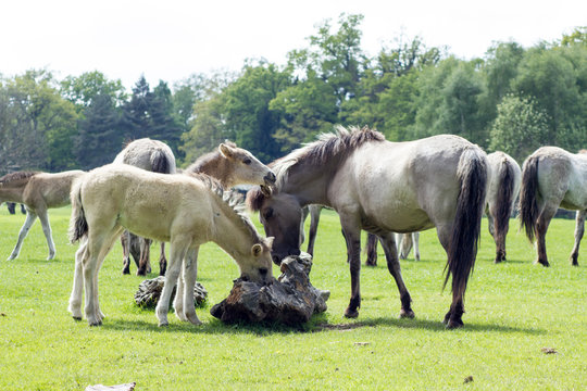 R&uuml;ckz&uuml;chtung: Das Tarpan-Pferd