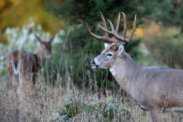 A mature whitetail deer buck looking for does during the breeding season.
