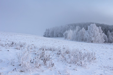 Fototapeta premium Calm winter landscape with snowy trees