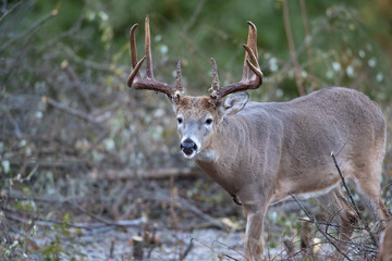 Naklejka na ściany i meble A close-up of a mature buck whitetail deer.