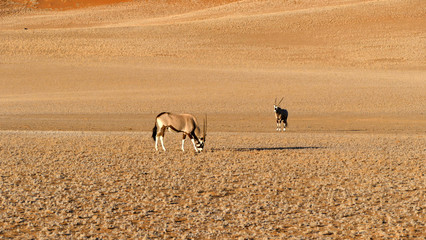 Oryxantilope beim Fressen in der Namib Wüste Namibia
