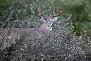 A large, mature buck whitetail deer in thick brush.