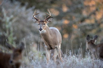 A buck whitetail deer looking at a doe in the foreground.