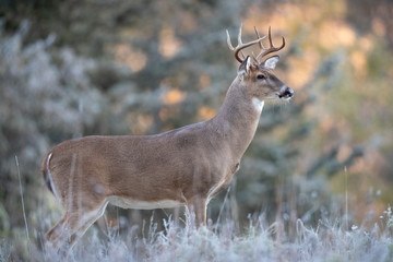 A buck whitetail deer in the open next to a forest.