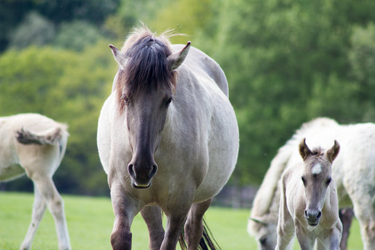 R&uuml;ckz&uuml;chtung: Das Tarpan-Pferd