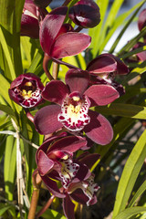 Garden Plant Flower Red Orchid Cymbidium or Boat Orchid