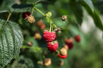 A branch of ripe and unripe raspberries in the garden with blurred background. Side view