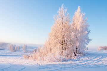 Amazing winter morning landscape in frosty tree