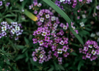 Tiny purple flowers on green natural background