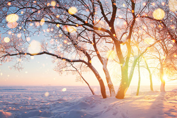 Frosty trees and snowflakes illuminated by sun