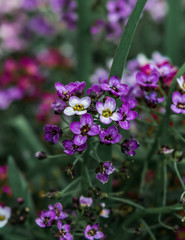 Fototapeta premium Tiny purple flowers on green natural background