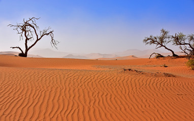 Bäume in der Namib Wüste Namibia
