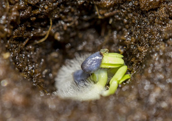 germination