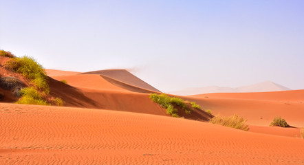 Narakürbis in der Namib Wüste Namibia