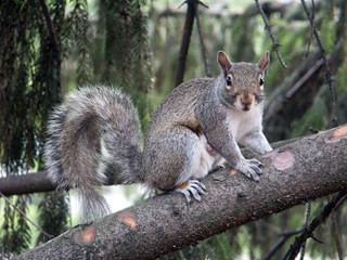 A squirrel on the tree and looking at you