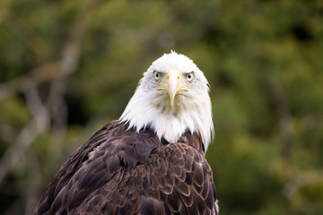 Eagle Eyes