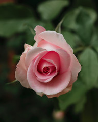 Pink rose on green natural background