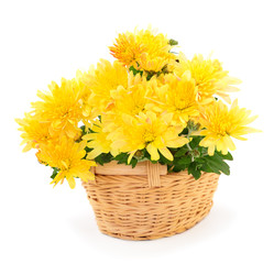 Chrysanthemum flowers in basket