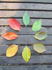 Fototapeta na wymiar autumn leaves on wooden background