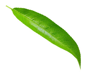 Obraz premium Peach leaf isolated