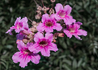 Pink flowers on green natural background