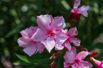 Close up of tiny pink flowers