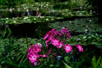 Beautiful Garden of Giverny of Monet