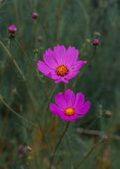 Magenta flowers background