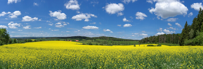 Blühendes Rapsfeld in malerischer ländlicher Landschaft - Panorama