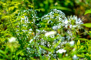 Beautiful Garden of Giverny of Monet