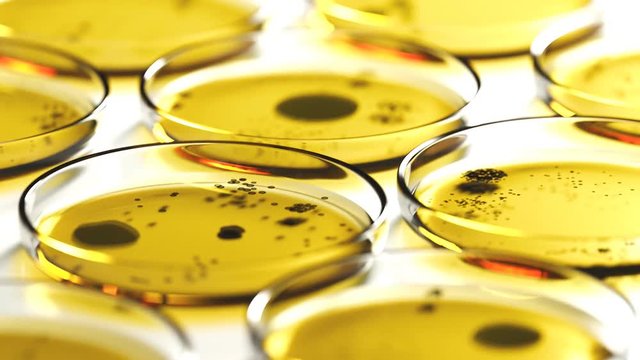 Petri dishes with yellow agar containing circular colonies of fungi or bacteria.