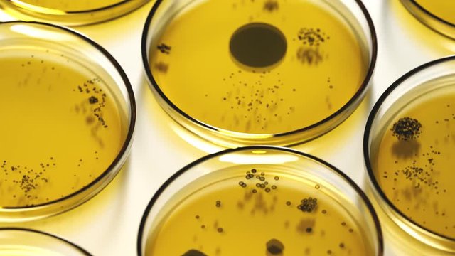 Petri dishes with yellow agar containing circular colonies of fungi or bacteria.