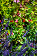Beautiful Garden of Giverny of Monet
