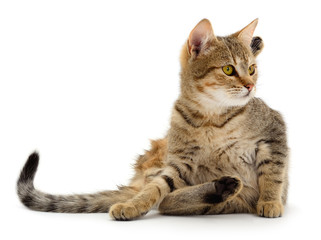 Obraz premium Mały brązowy kotek.